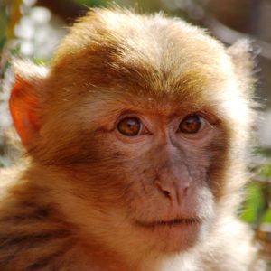 Barbary macaque