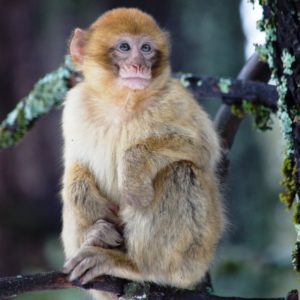 Barbary macque