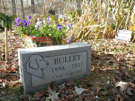 Bullet and Beanie's graves