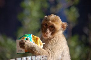 Macaque with drink 