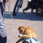 A captive Barbary macaque in Marrakech.