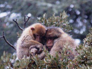 Wild Barbary macaques huddle for warmth in their snowy mountain home.
