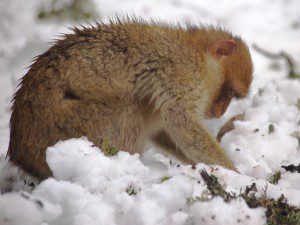 A Barbary macaque forages in the snow.
