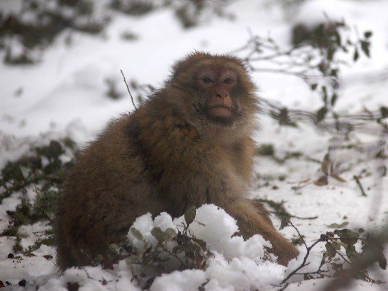 The dwindling populations of wild Barbary macaques are desperately in need of allies. 