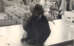 Tong as a youngster back in the 1970s, before she changed to her gold adult coloration.