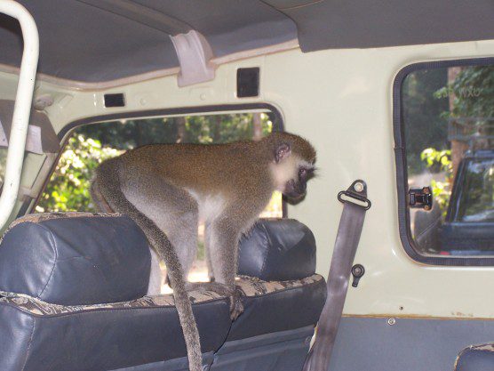 Vervet monkeys happily checked out Shirley’s vehicle while she was on safari in Uganda a few years ago.