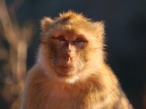 Barbaray macaque monkey