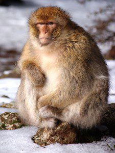 Fat Azrou monkey