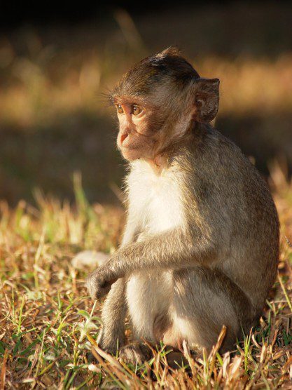 Long-tailed macaque youngster