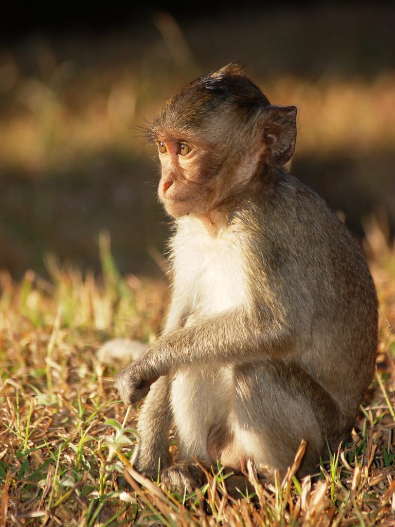 DSC_3614-long-tailed macaque youngster-compressed