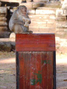  Long-tailed macaque and sandwich