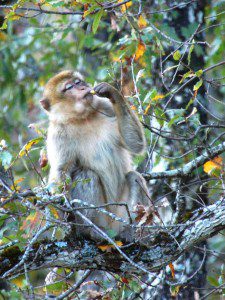 A wild Barbary macaque of Bouhachem
