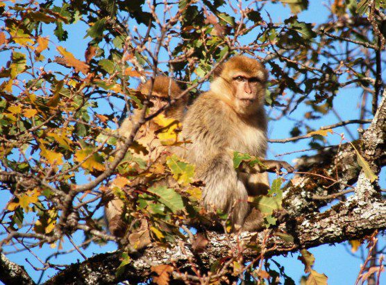 Wild Barbary macaques in Bouhachem