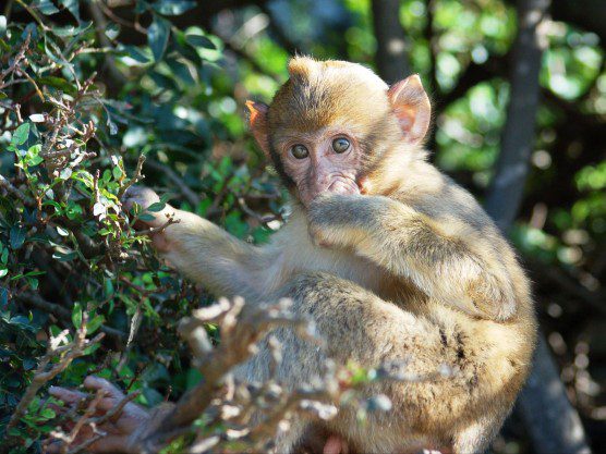 DSC_5479-Gibraltar monkey