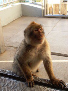 Urban macaque