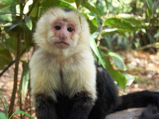 Jungle Friends capuchin