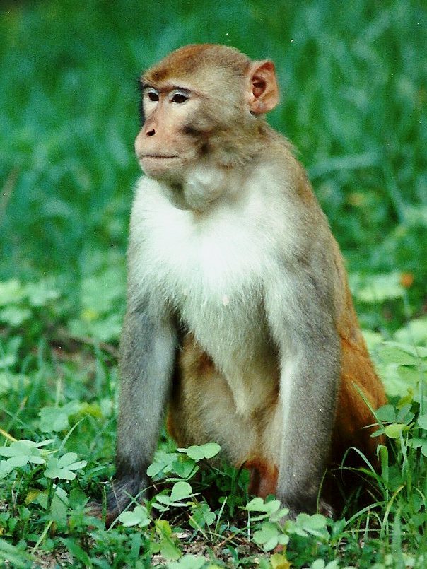 The Silver Springs monkeys International Primate Protection League