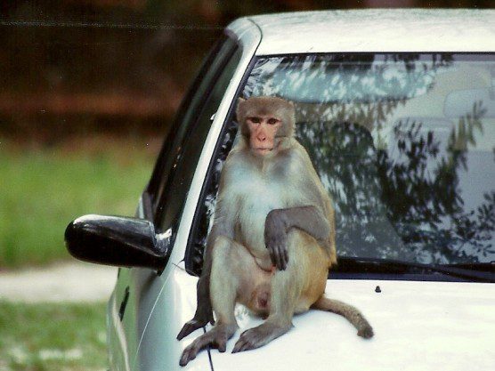 Silver Springs monkey and car