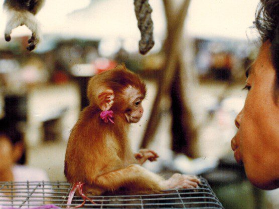 Baby monkey at weekend market in Bangkok