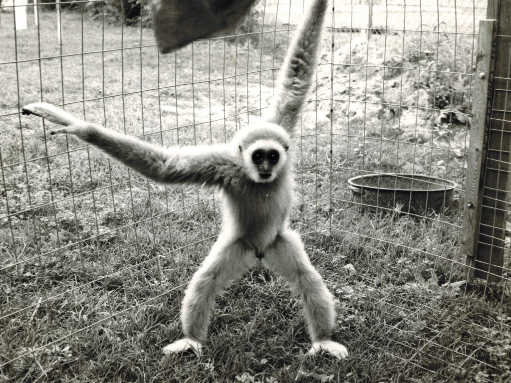 Arun Rangsi's backstory - International Primate Protection League