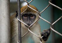 sm_64176159-Sochi Monkey-csochi-dot-com