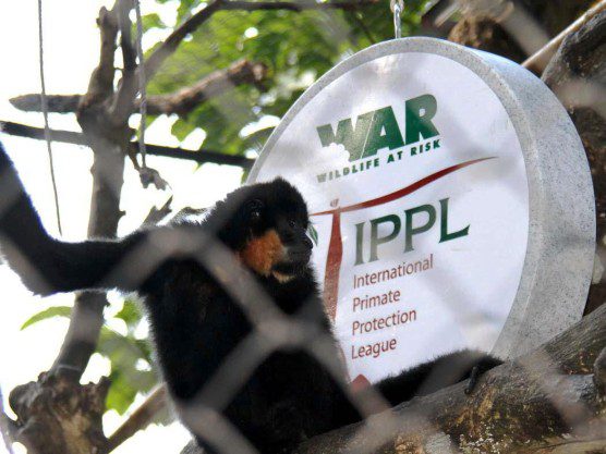WAR gibbon and IPPL logo
