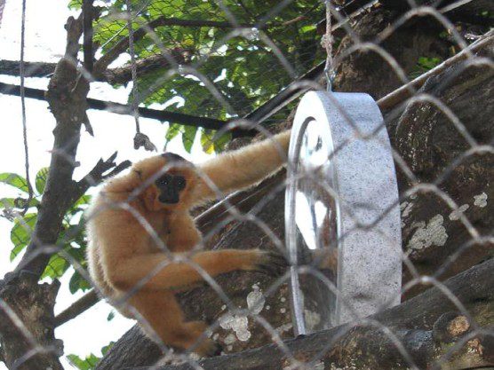 Gibbon and mirror