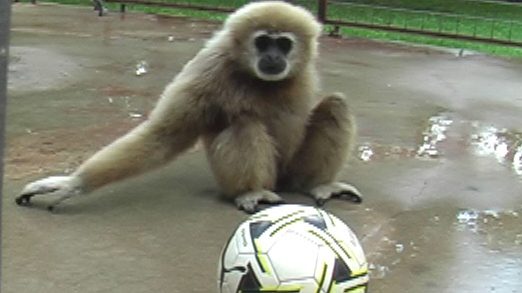 Maui with soccer ball