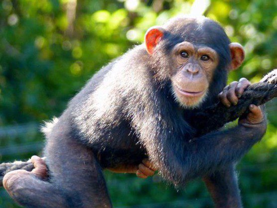 Tacugama chimp on branch