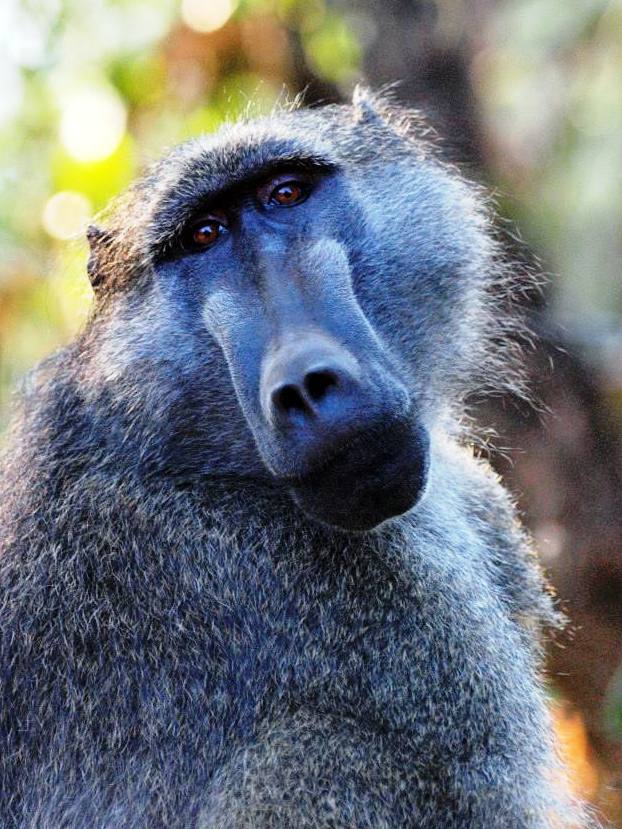 How you can tell you’re in love with baboons - International Primate ...