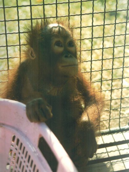 Fossey-Bangkok Six Orangutan
