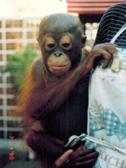 Tanya-Bangkok Six Orangutan