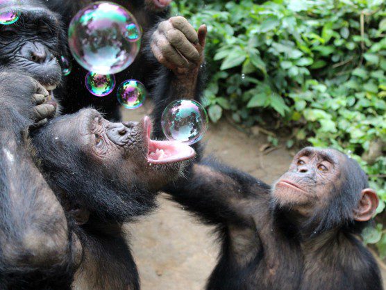 Ape Action Africa bubble chimps