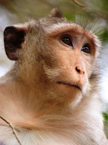 Long-tailed macaque