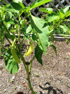 IMG_2319-sweet pepper plant-3x4