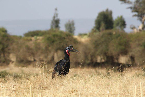 Abyssinian ground hornbill in Ethiopia by Christian Runnels