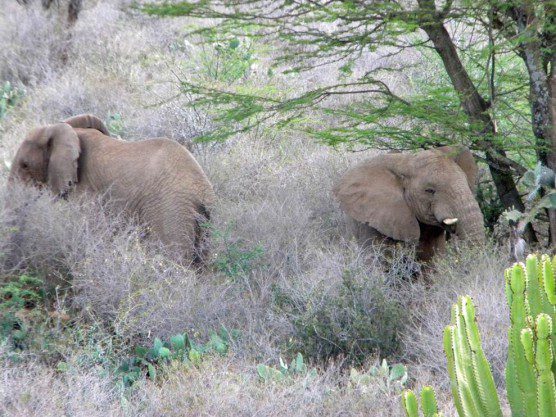 Babile elephants in Ethiopia by Christian Runnels
