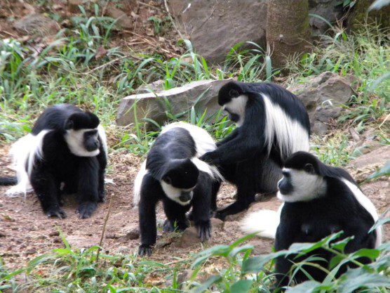 Colobus group in Ethiopia by Christian Runnels