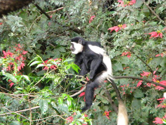Colobus in Ethiopia by Christian Runnels