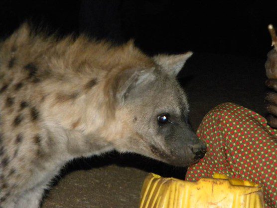 Hyena in Ethiopia by Christian Runnels