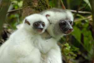 Photo of Silky Sifaka mother and baby