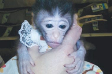 pet-monkey-featured