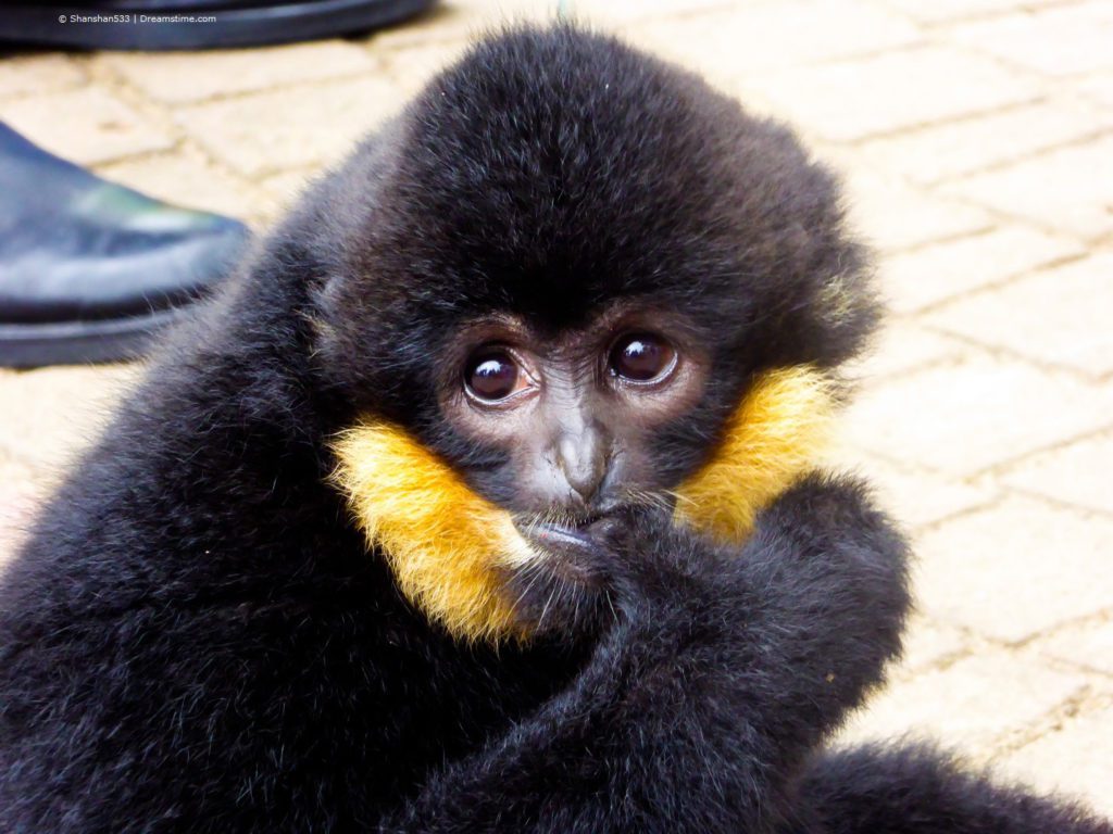 Cao Vit gibbon with copyright