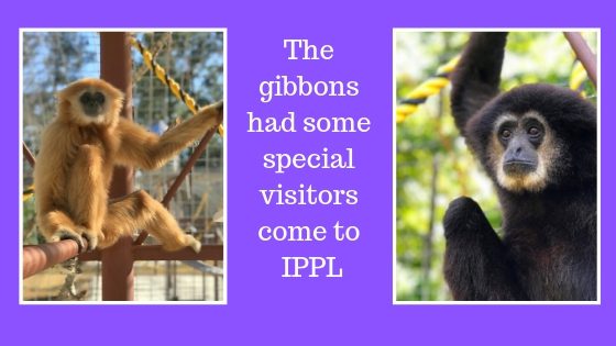 The gibbons have some special visitors come to IPPL (1)