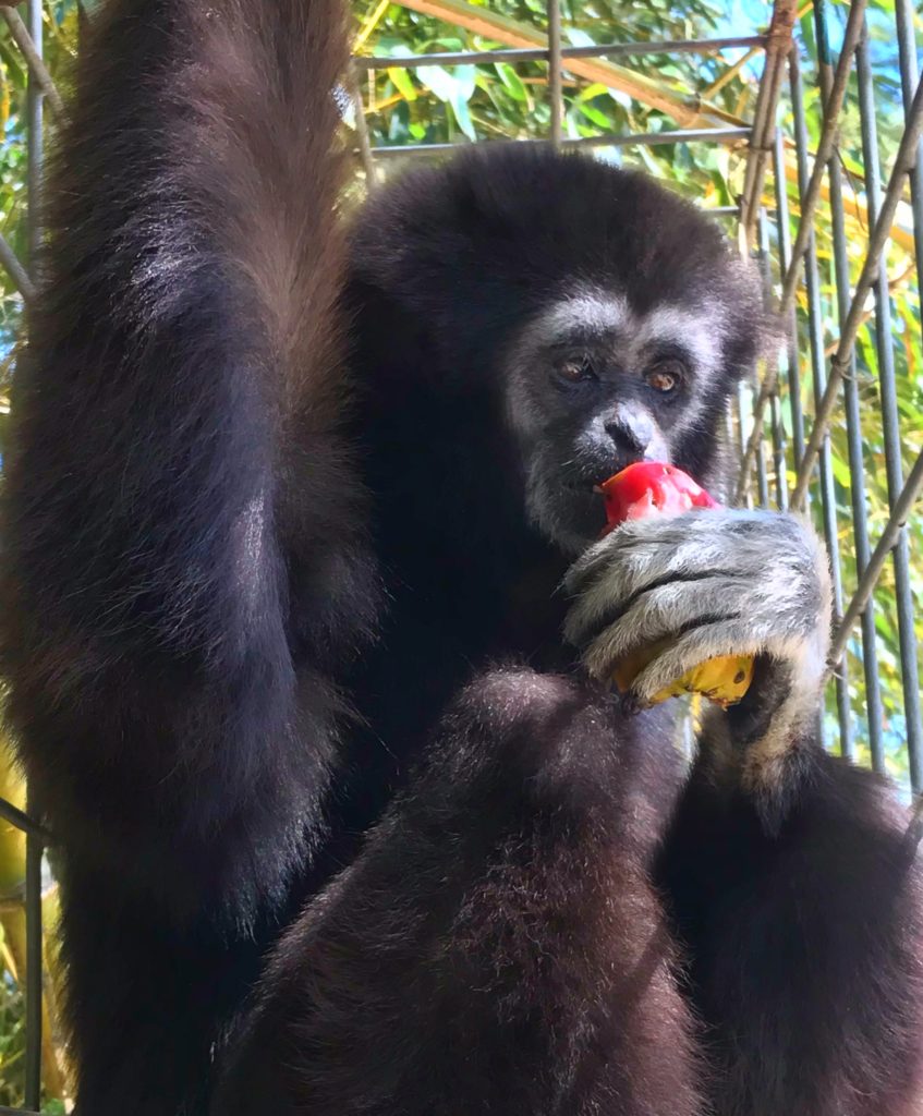 Mia enjoying a piece of fresh cactus fruit..