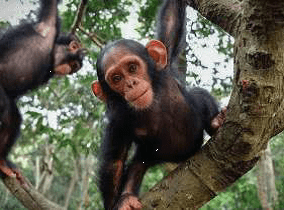 Farah looking down from tree