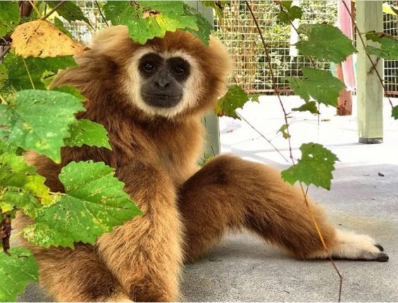 Maui enjoying some grapes while waiting for lunch.