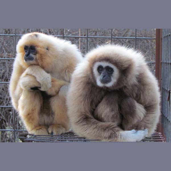 gibbons1