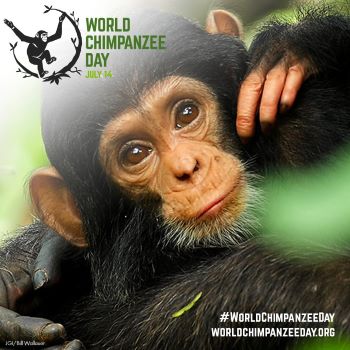 World-Chimp-Day-4-RESIZED