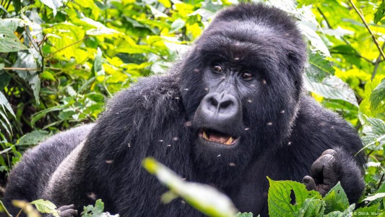 Gorilla-shown-in-national-park-e1610466291409
